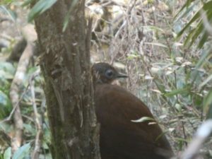 Alberts Lyrebird