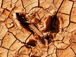 Emu Footprint in Riverbed Clay