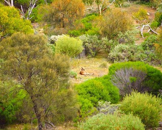 Kangaroo at rest, Dutchman's Stern Hike, Flinders Ranges