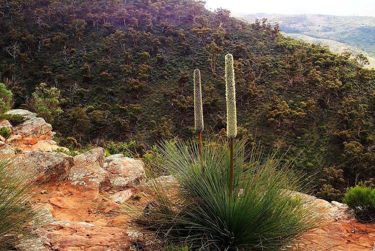 Grass Trees and Rock Ledges, Dutchman's Stern Hike, South Australia