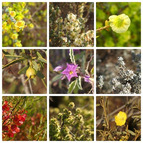 Wildflowers of Whyalla Conservation Park, South Australia
