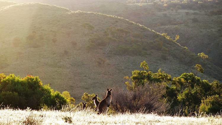 Kangaroos on the Dutchman's Stern Hike, Flinders Ranges, South Australia
