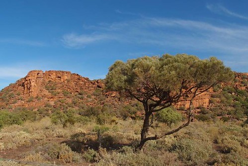 Western Myall at Wild Dog Hill, Whyalla Conservation Park
