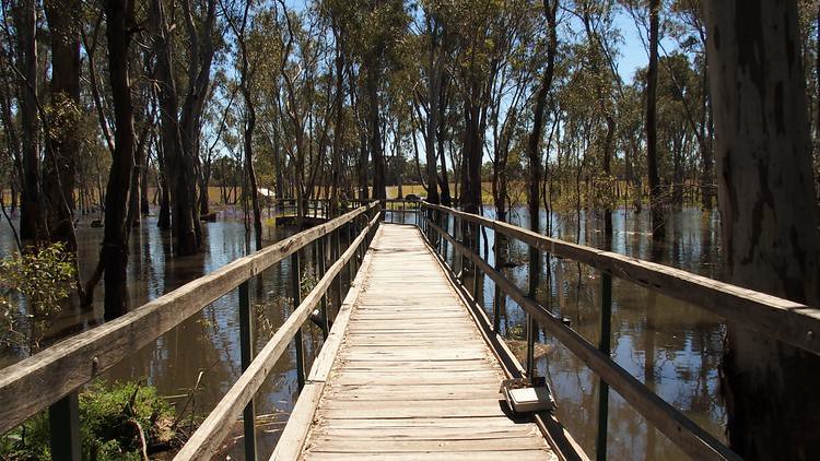 Boardwalk to Gulpa Creek Reed Beds Bird Hide, Murray Valley National Park, New South Wales