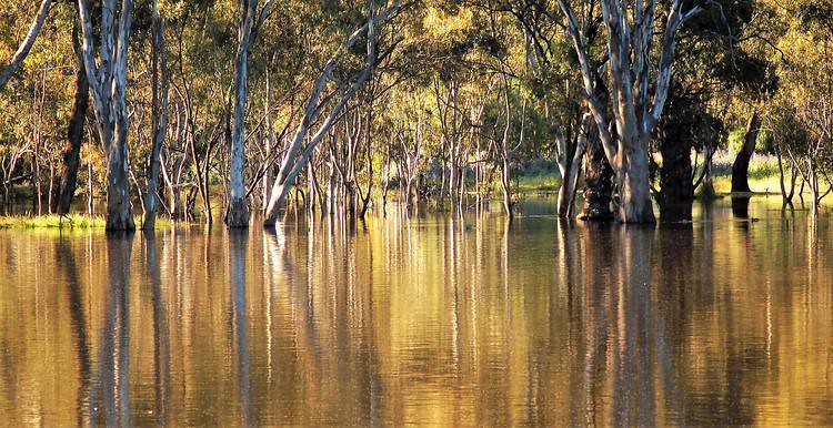 Deniliquin Oval meets the Edward River, New South Wales