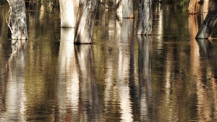 Tree reflections in the Edward River floodwaters, Deniliquin, New South Wales