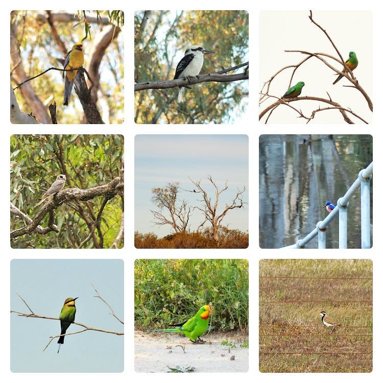 Birds sighted on the Deniliquin Plains Wanderer weekend tour