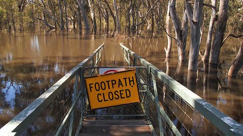 Really? Floodwaters on the Edward River, Deniliquin, New South Wales