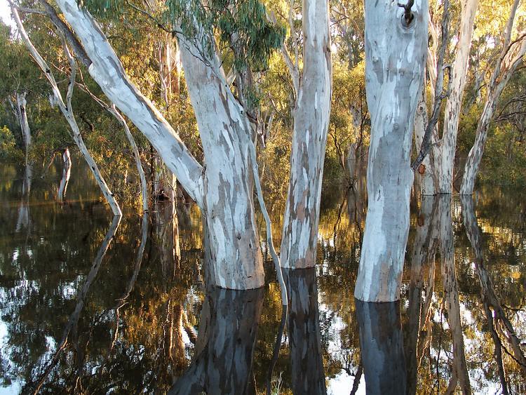 Reflections in Edward River Floodwaters, Deniliquin, New South Wales