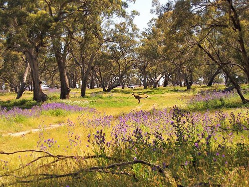 Photobombed by a Kangaroo, Plains Wanderer Weekend, Deniliquin, New South Wales