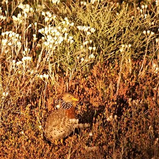 Female Plains Wanderer, Hay Plain via Deniliquin, New South Wales