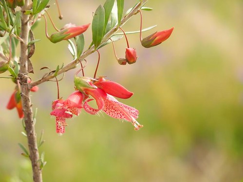 It's NOT all about the birds! Eremophila, Deniliquin, NSW
