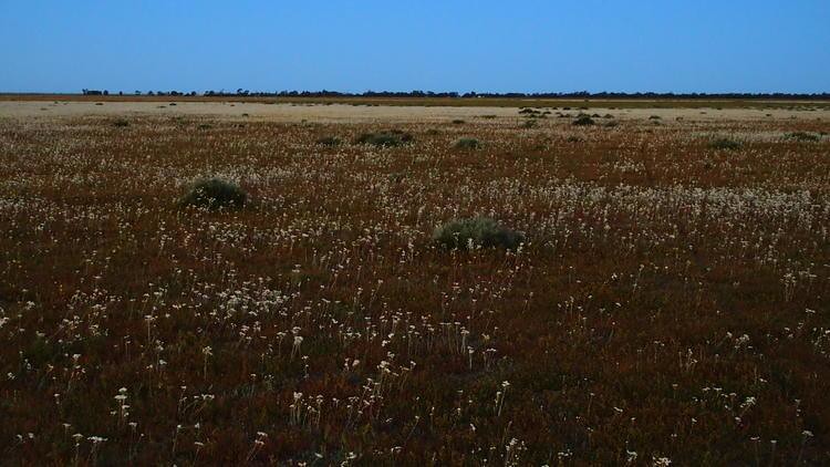 Spot the Plains Wanderer! Hay Plain at Dusk, via Deniliquin, New South Wales