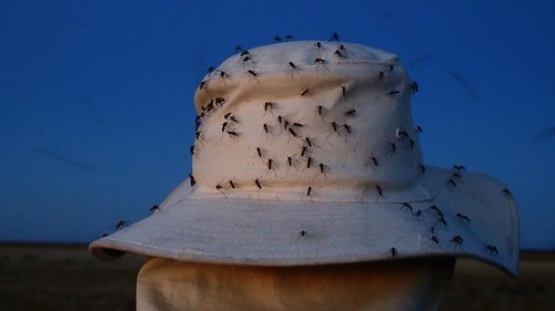Mosquito Frenzy!