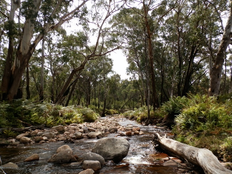 Fyans Creek at Borough Huts Campground, Grampians National Park, Victoria