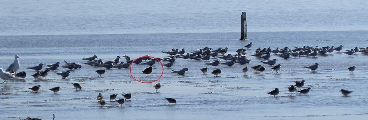 Long-billed Dowitcher