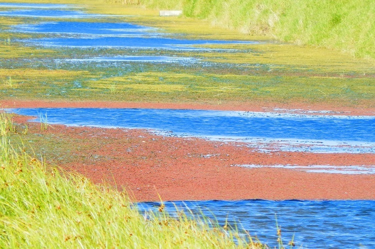 Irrigation Channel, Tolderol Reserve, South Australia