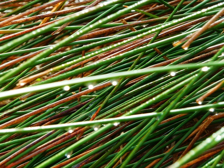 Dew Drops on Reeds, South Australia