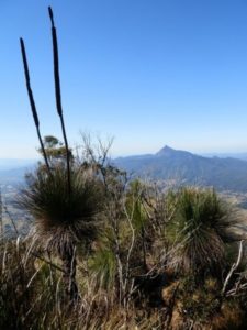 Mt Warning from the Pinnacle Lookout