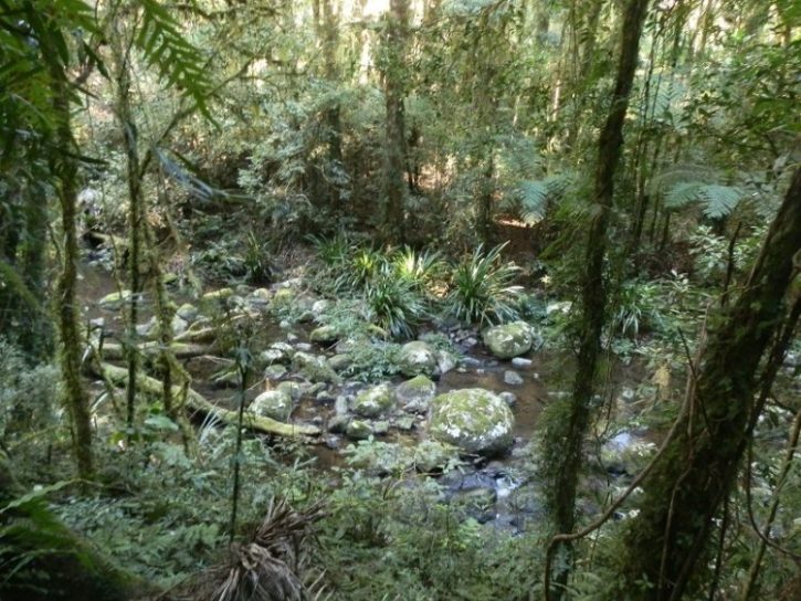 Brindle Creek, Helmholtsia Loop Trail