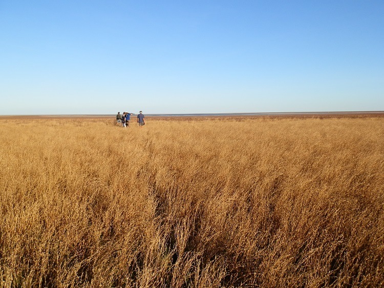 A-birding we will go! Hunting the elusive Yellow Chat, via Broome Western Australia