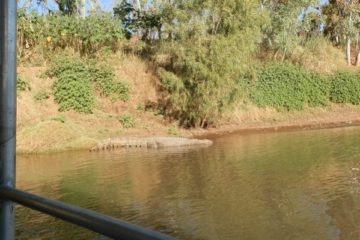 Crocodile from Cruise Boat, Victoria River, via Timber Creek