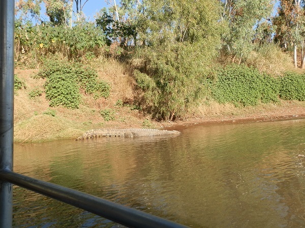 Crocodile from Cruise Boat, Victoria River, via Timber Creek