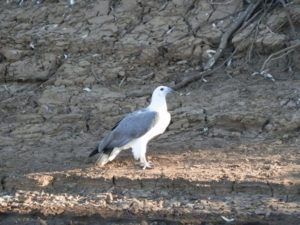 Sea Eagle, Victoria River