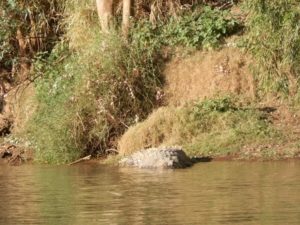 Croc on Victoria River Cruise