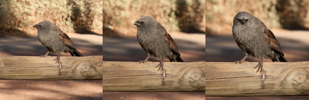 Apostle Bird at Wilpena Pound Resort Campground, South Australia
