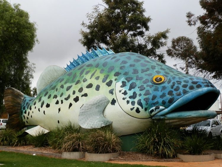 Arnold, Swan Hill's Big Murray Cod