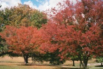 Autumn trees, Uralla, New South Wales