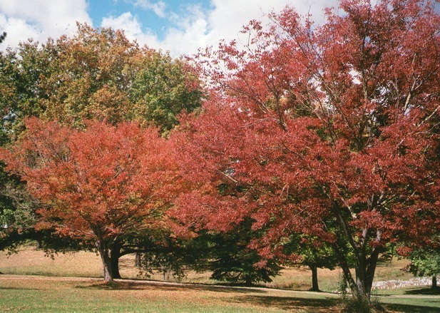 Autumn trees, Uralla, New South Wales