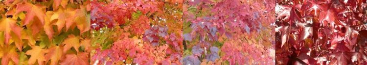 Autumn Colours, Bright, Victoria