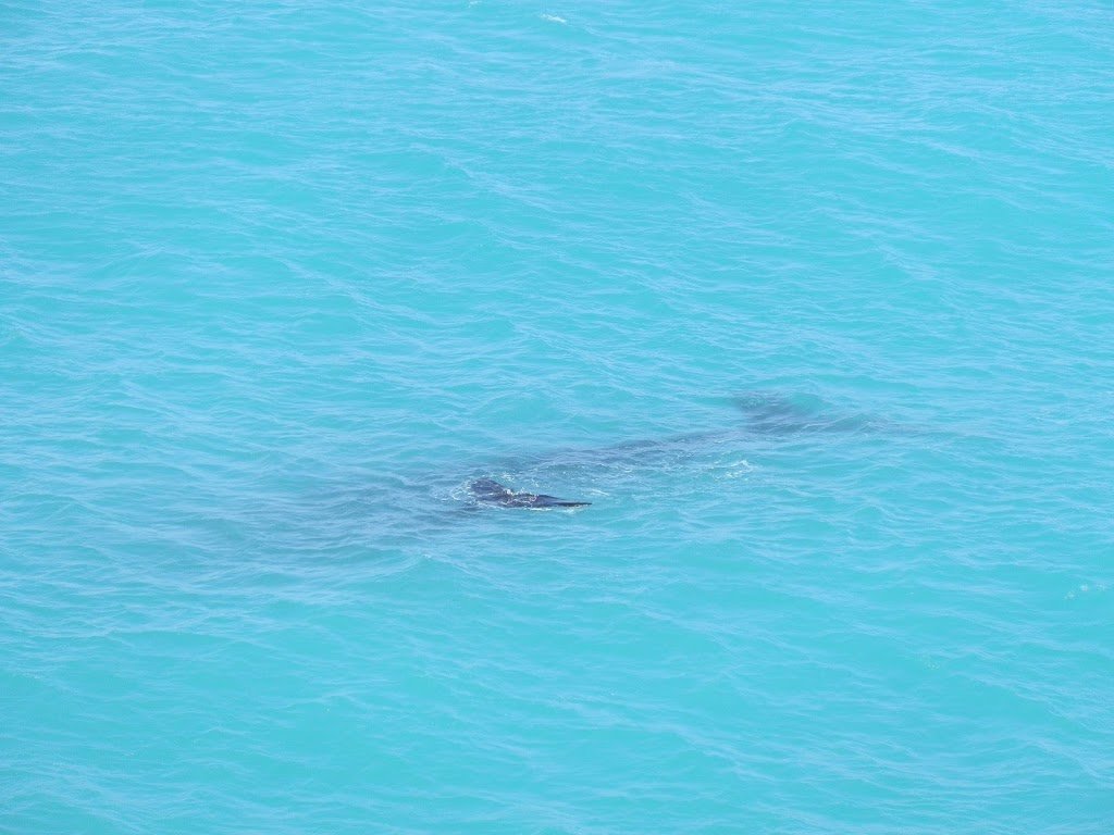 Synchronised swimming with mum! Whales at Head of Bight, Nullarbor Plain, South Australia