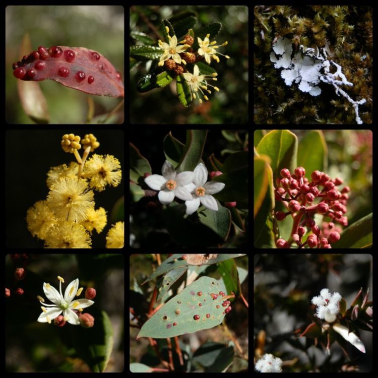 Flora on Bald Rock Climb, Bald Rock National Park