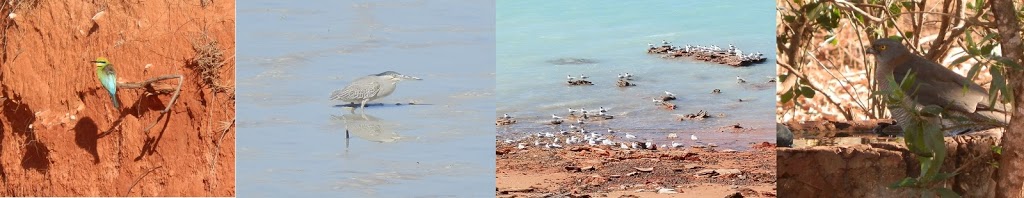 Birds spotted at Broome Bird Observatory!