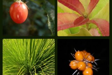 Berries and Leaves