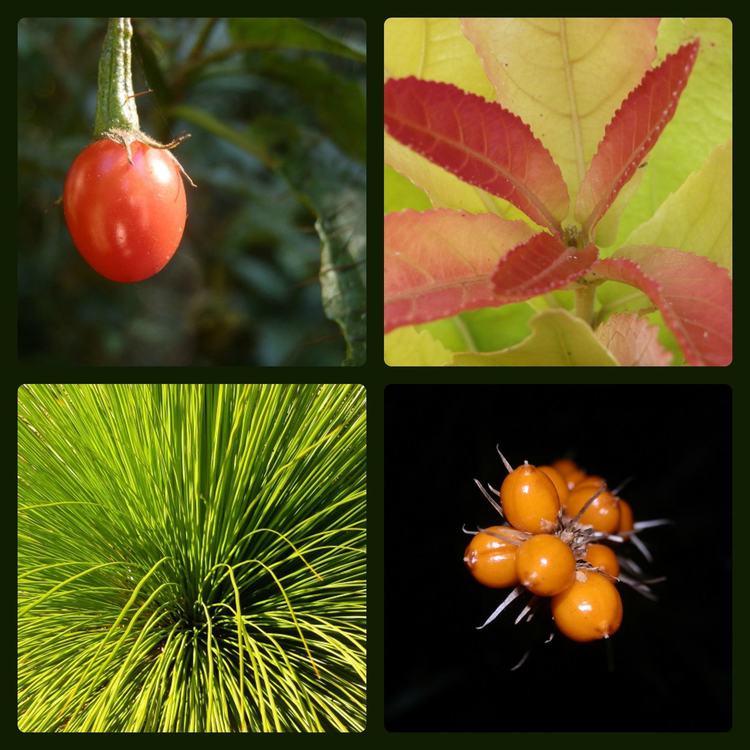 Berries and Leaves