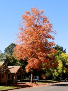 Colours at the Caravan Park