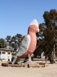 Big Galah, Kimba