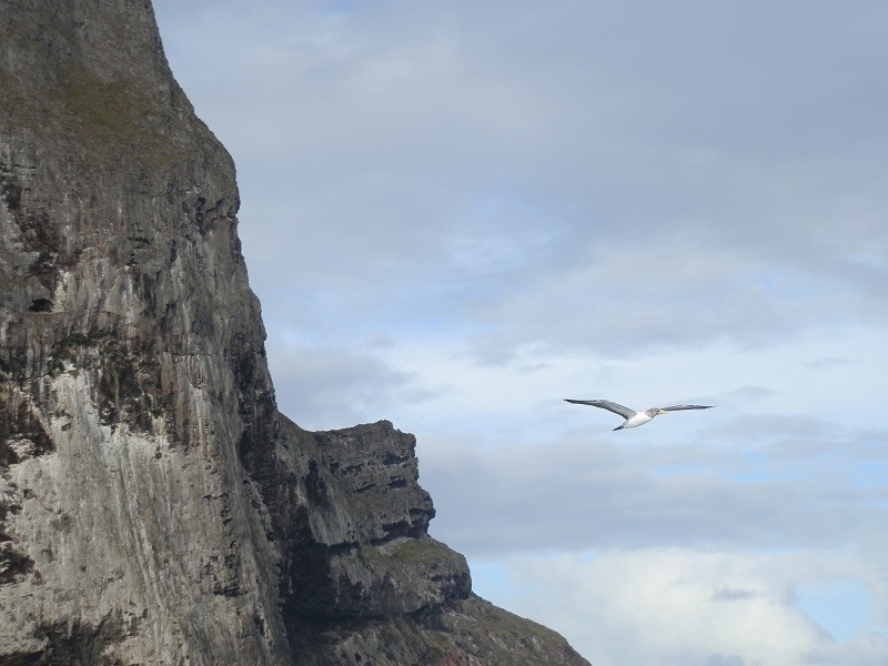 Masked Booby, Balls Pyramid