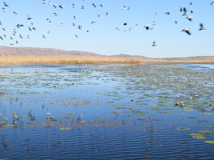Magpie Geese in flight above Marlgu Billabong, Kimberley, Western Australia