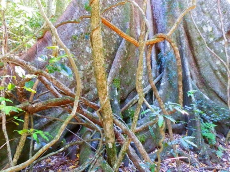 Border Loop Track Rainforest