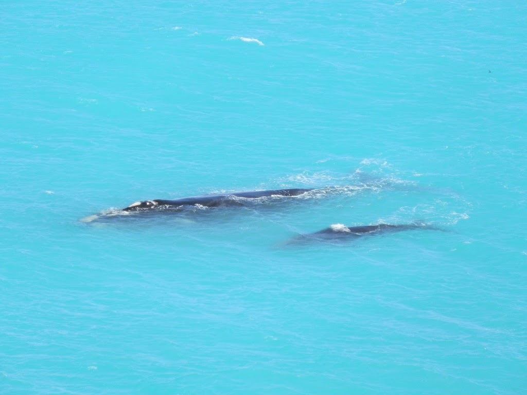 Whales at Head of Bight, South Australia