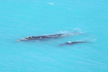 Whale with calf at Head of Bight, Nullarbor Plain, South Australia