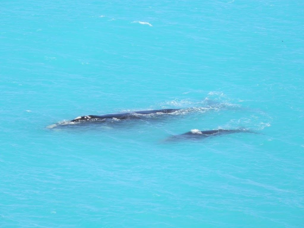 Whale with calf at Head of Bight, Nullarbor Plain, South Australia