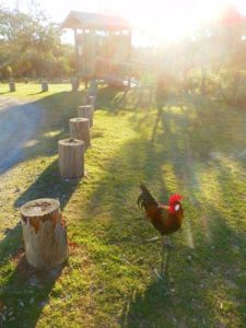 Dunny - and Chook! Broadwater National Park, NSW