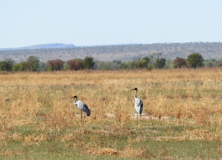 Brolga at Marlgu Billabong, Kimberley, Western Australia