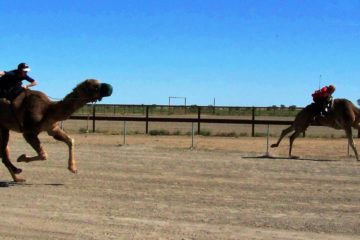 Camels Racing at Bedourie, Outback Queensland, Australia